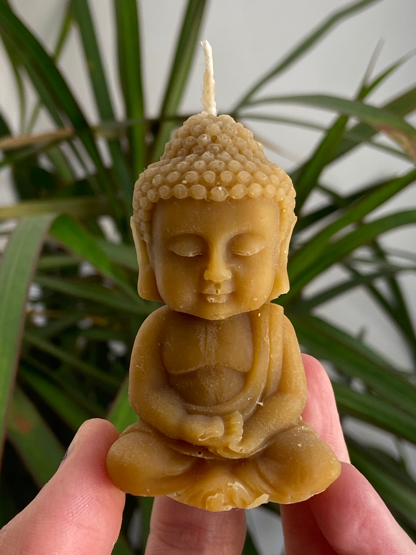Vela Miel Buda